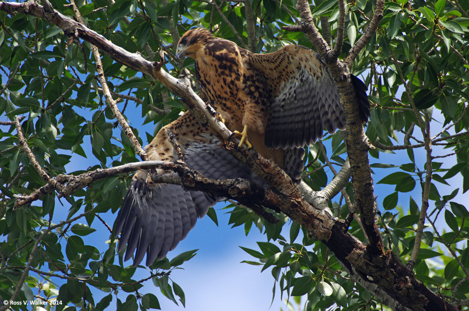 Juvenile Swainson's hawk, Montpelier, Idaho