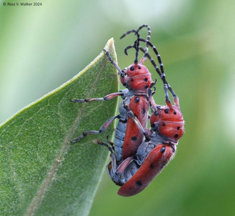 Red milkweed beetles mating on a milkweed leaf