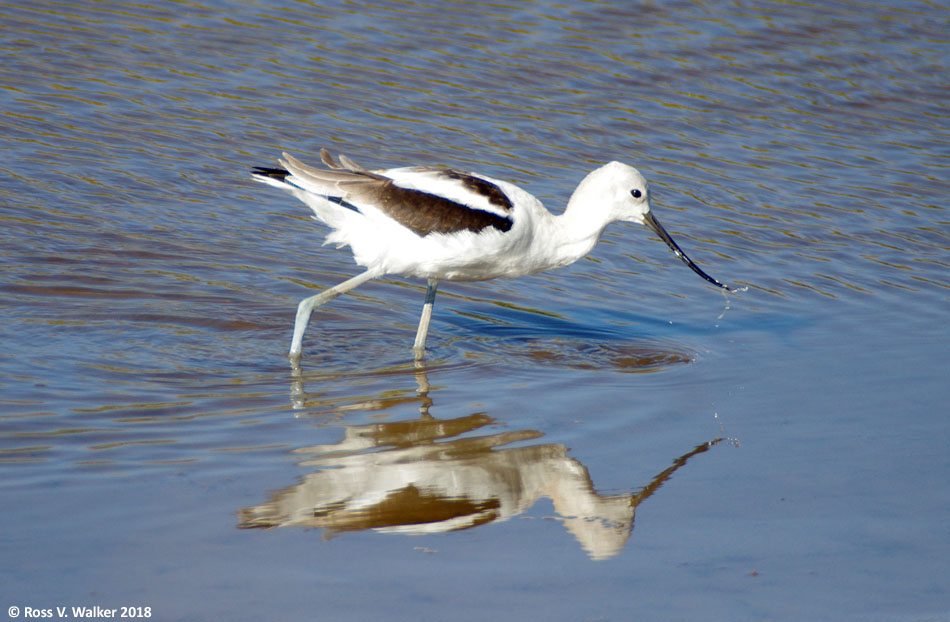 American avocet in non-breeding plumage, Bear Lake National Wildlife Refuge, Idaho