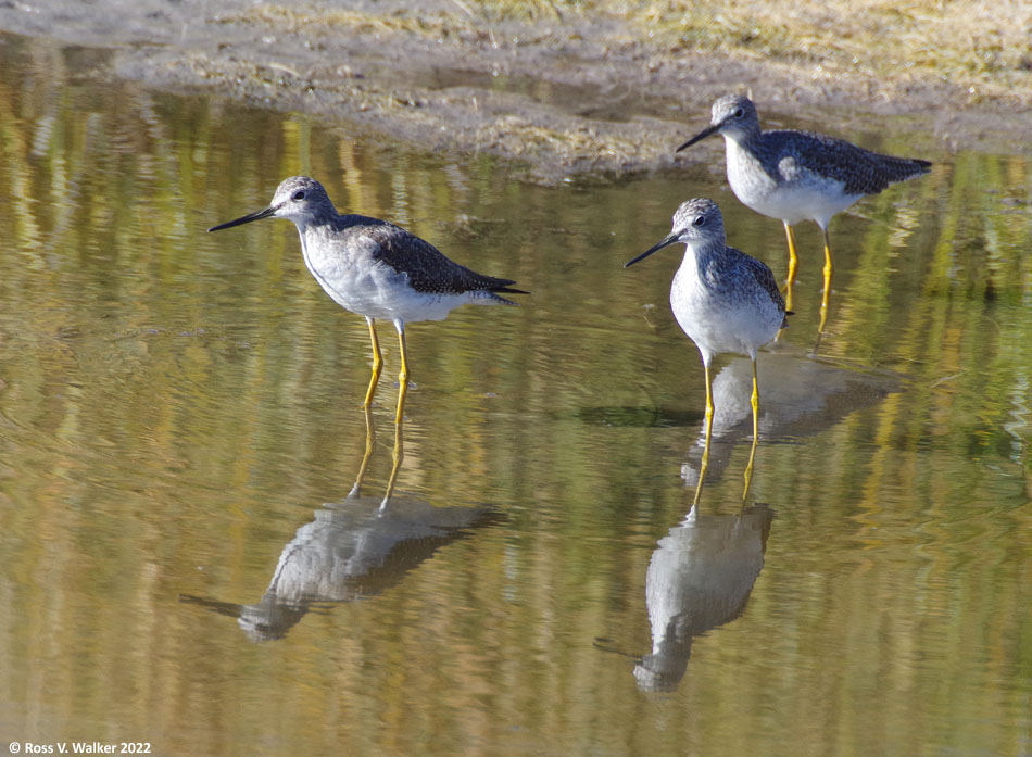 Greater yellowlegs, Bear Lake National Wildlife Refuge, Idaho