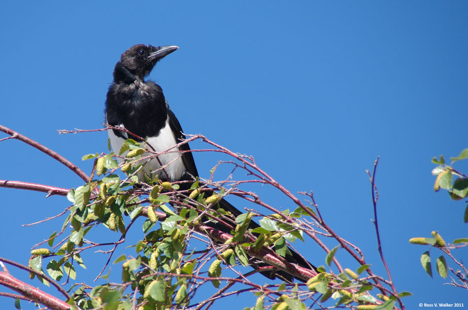 Magpie at Cisco Beach, Bear Lake, Utah