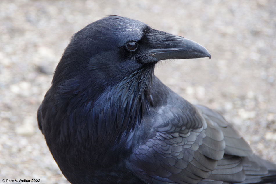 Common raven, Grand Teton National Park, Wyoming