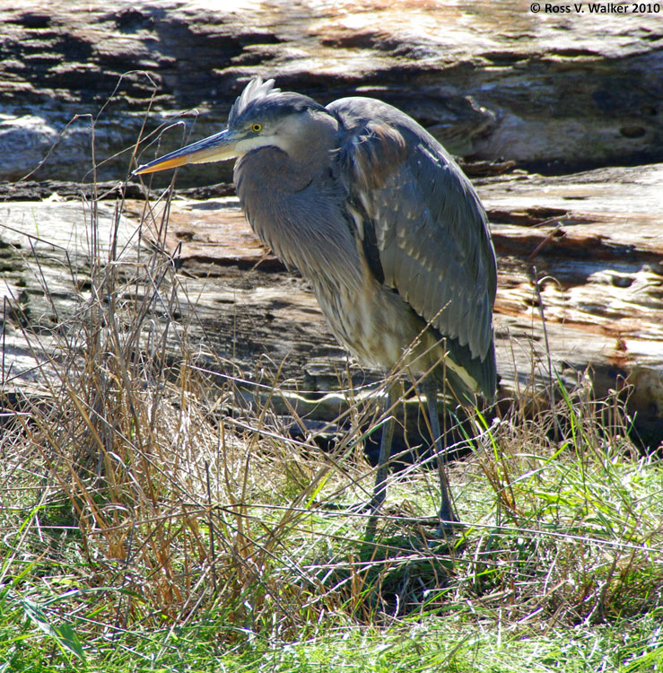 Great blue heron, Florence, Oregon