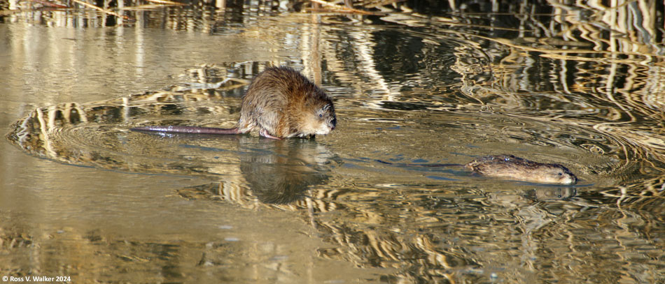 Pair of muskrats on thin ice at Bear Lake National Wildlife Refuge, Idaho.