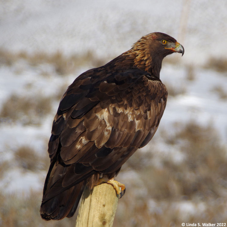 Golden eagle, east side of Bear Lake, Idaho