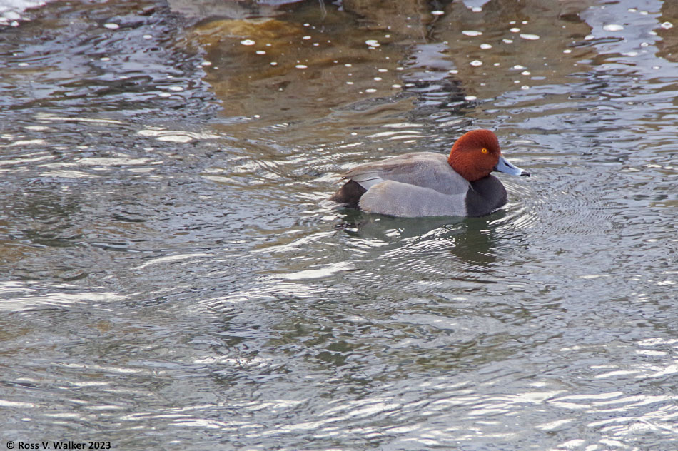 Male redhead duck, Spring Creek, Bear Lake Valley, Idaho