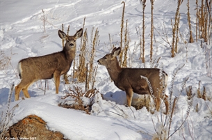 Mule deer fawns