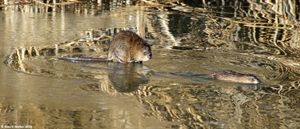 Muskrats