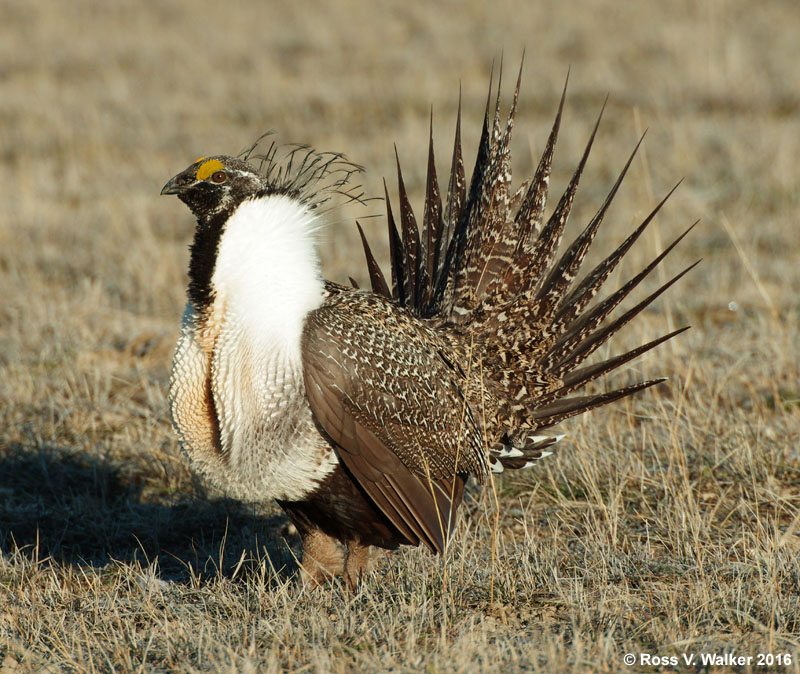 Male greater sage-grouse courtship display on a lek in Bear Lake County ...