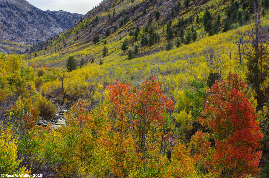 Fall color along Lamoille Creek, looking upstream in Lamoille Canyon ...