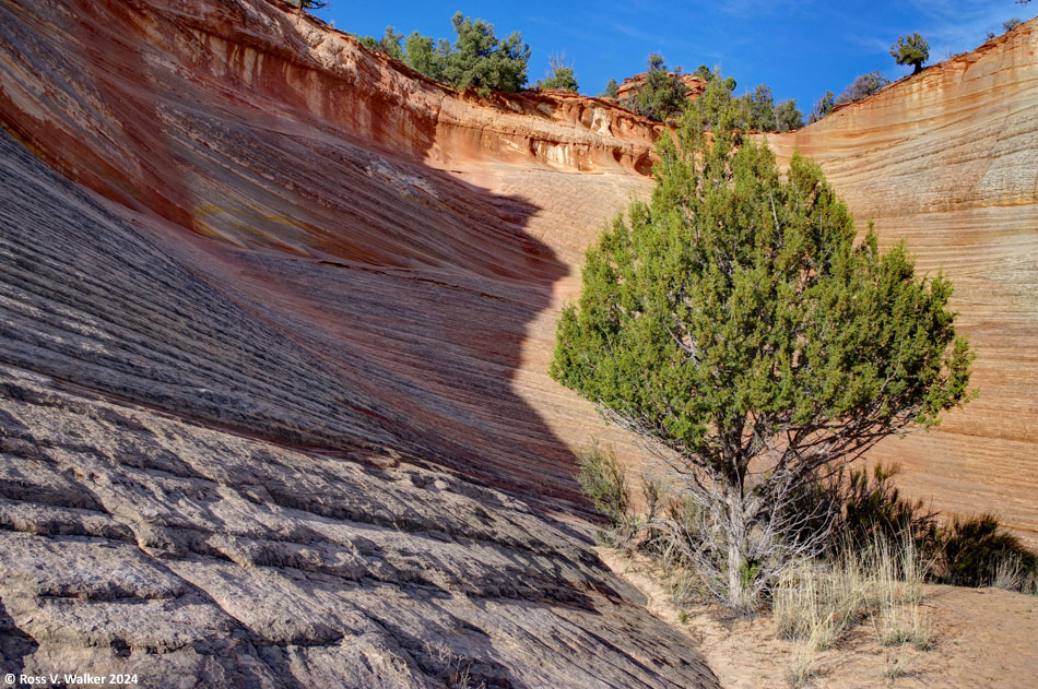 Juniper and sandstone cliff near Kanab, Utah