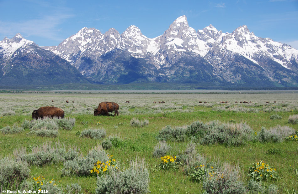 Bison grazing on Antelope Flats, Grand Teton National Park, Wyoming