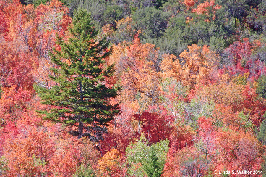 An Engelmann spruce stands tall among the fall colors in St Charles ...