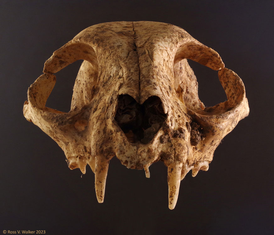 Focus stacked skull