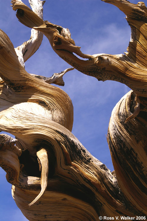 Bristlecone pine branches twisted against the sky, White Mountains, California