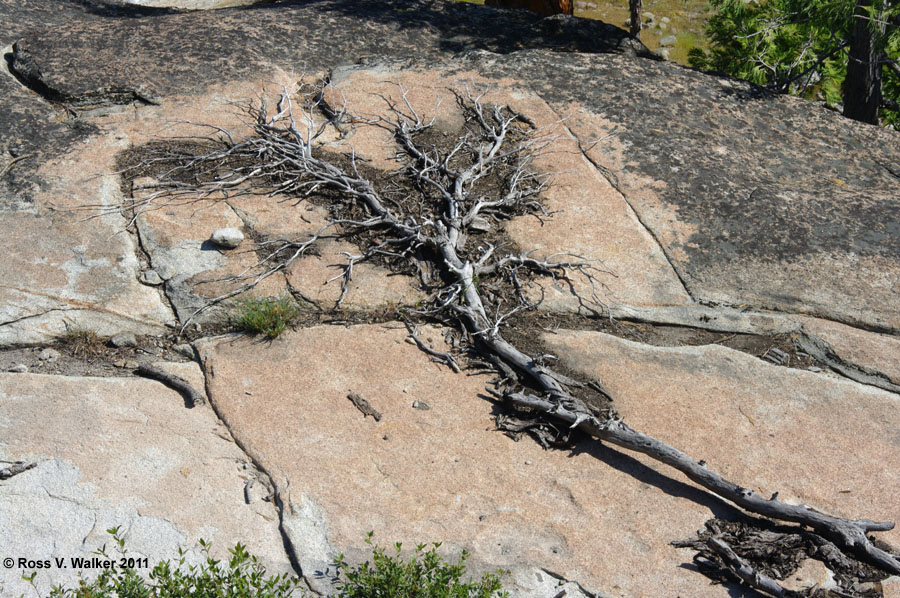 A dead tree on a granite slab makes me think of a fallen angel