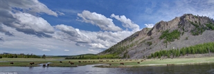 Bison herd