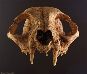 Skull