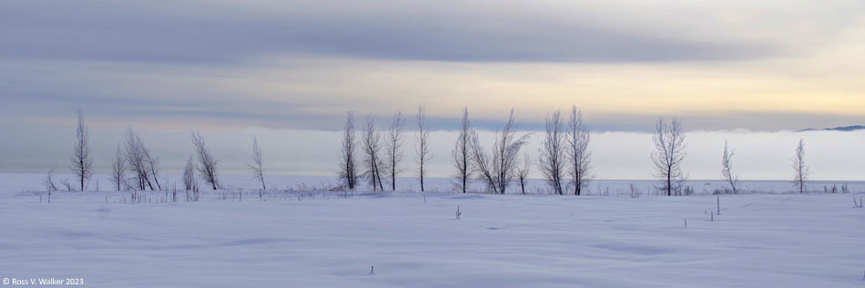 A line of trees and a fog bank over Bear Lake, Idaho