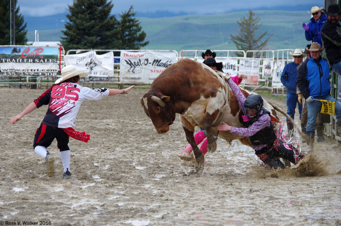 A bull rider gets hung up at a high school rodeo in Montpelier, Idaho