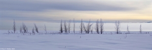 Trees and fog, Bear Lake