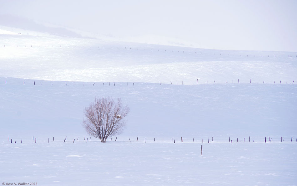 Patches of sunlight behind a lone tree iin a light snowstorm near Bern, Idaho.