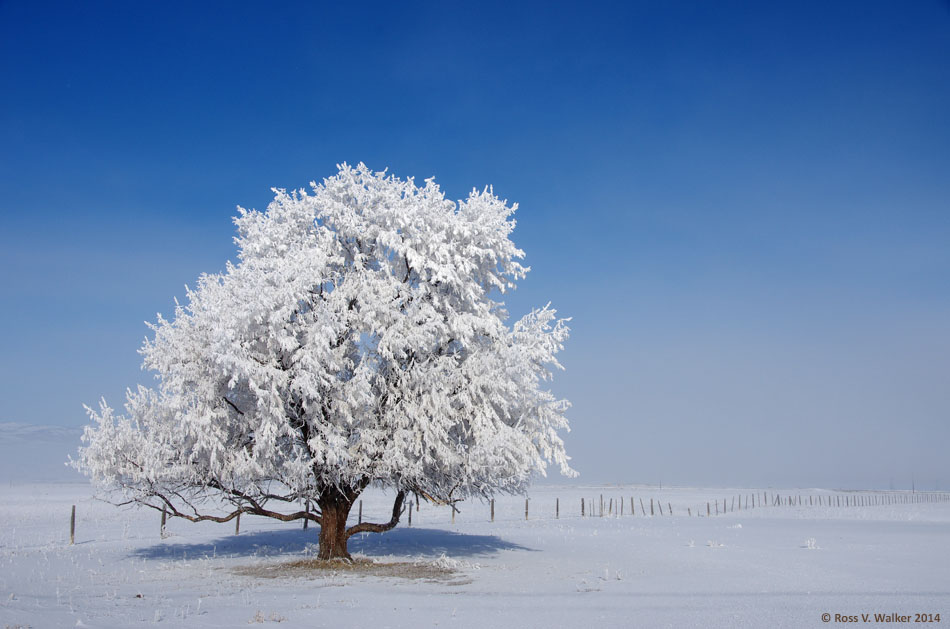 Frosted tree, Montpelier, Idaho