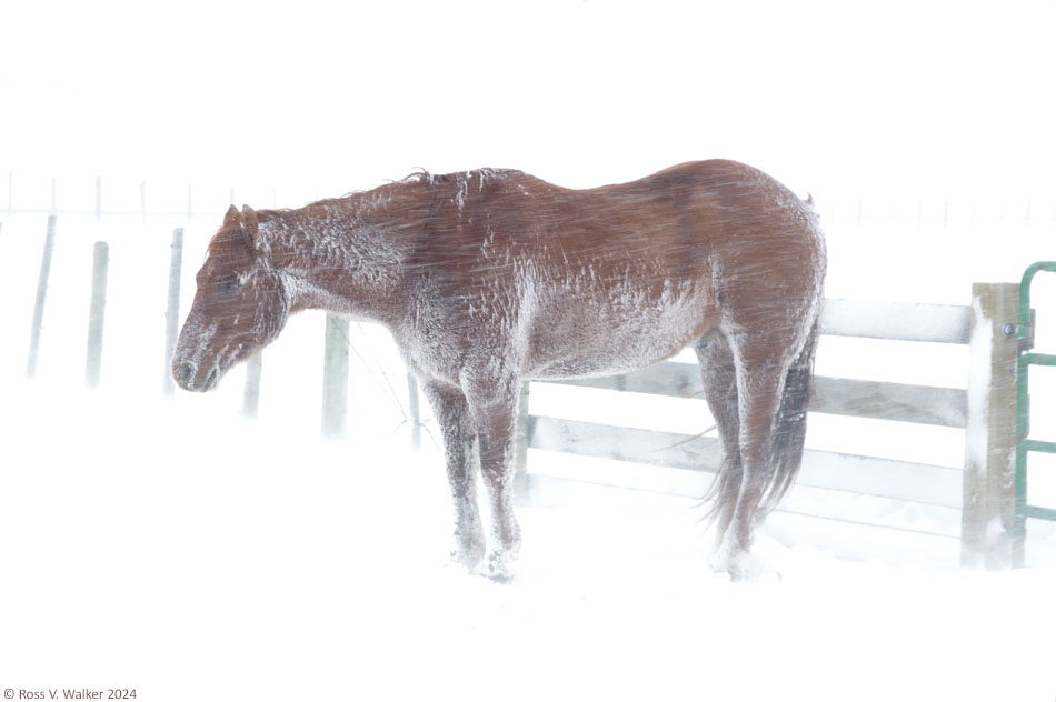 A horse stands with its tail to the wind in a snowstorm, Montpelier, Idaho