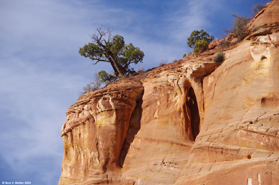 A lone tree leans toward the abyss on a sandstone cliff near Kanab, Utah