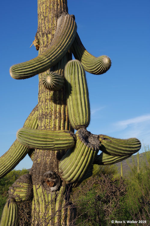 A saguaro face at Saguaro National Park, Tucson, Arizona