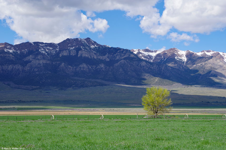 A lone tree and the Canyon Mountains near Scipio, Utah