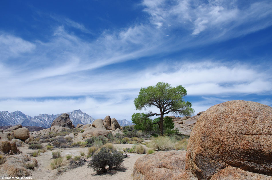 Lone tree in the Alabama Hills, California