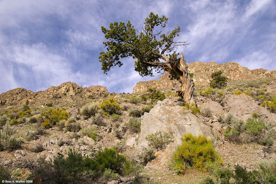 Twisted pine, Peavine Canyon, Nevada