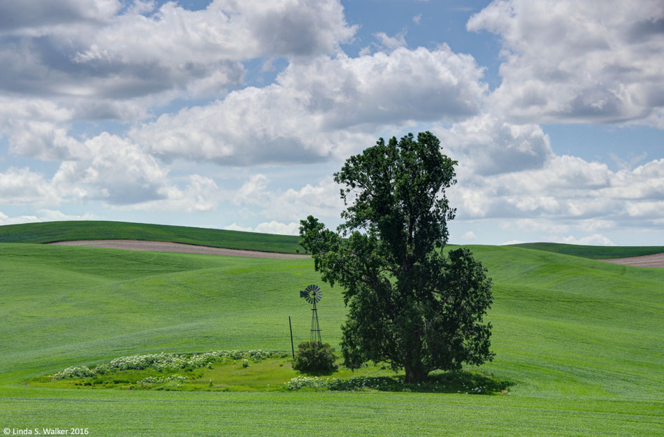 A lone tree and windmill on rolling hills in the Palouse area of Washington