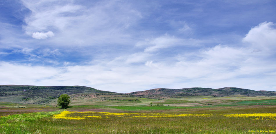 A line of buttercups leads to a lone tree in St Charles, Idaho