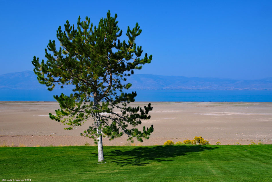 Bear Lake State Park tree