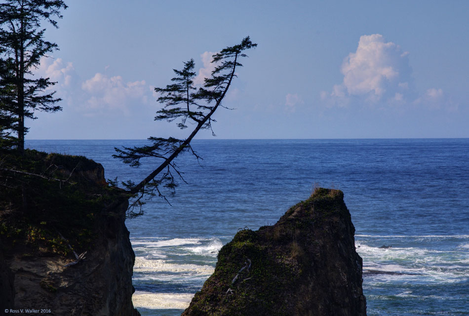 A tree at Sunset Bay State Park in Oregon hanging from a cliff