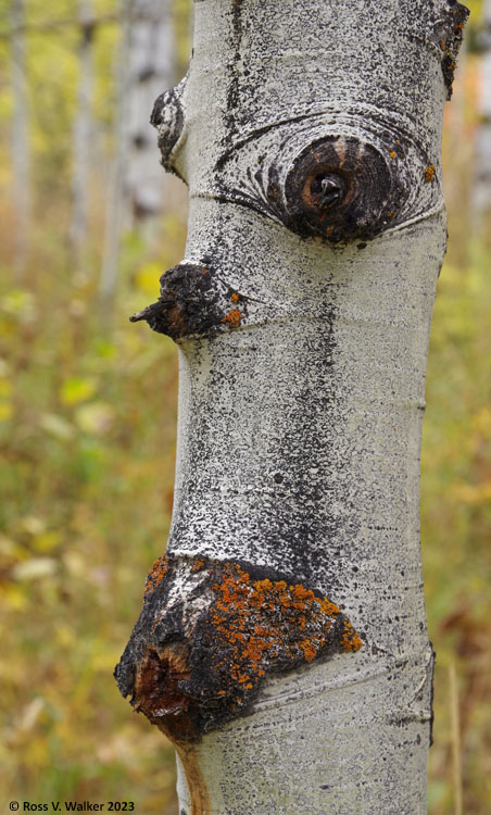 Aspen profile, Emigration Canyon, Idaho