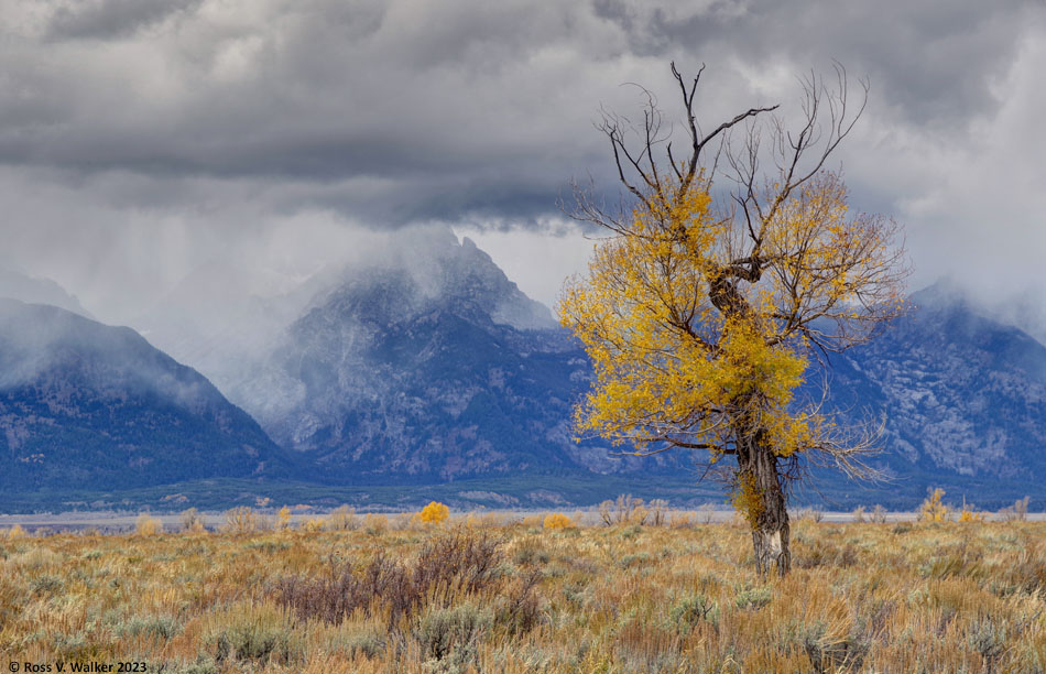 Grand Teton National Park, storm and lone tree