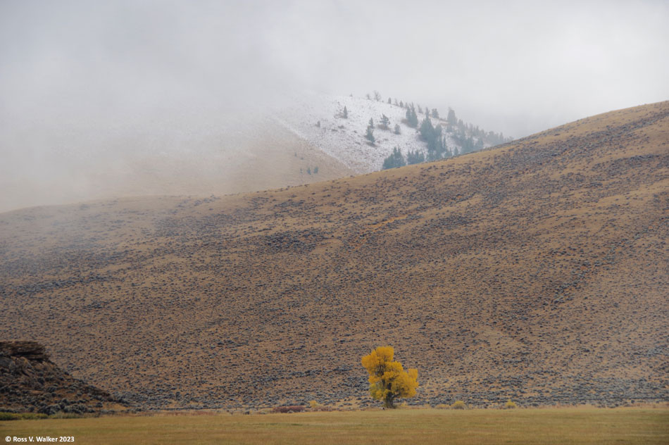 A snowstorm near a lone tree in the Whiskey Basin area near Dubois, Wyoming.