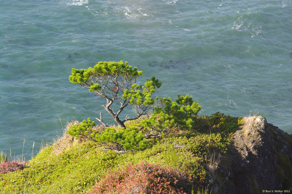 Windblown tree at Cape Foulweather, Oregon