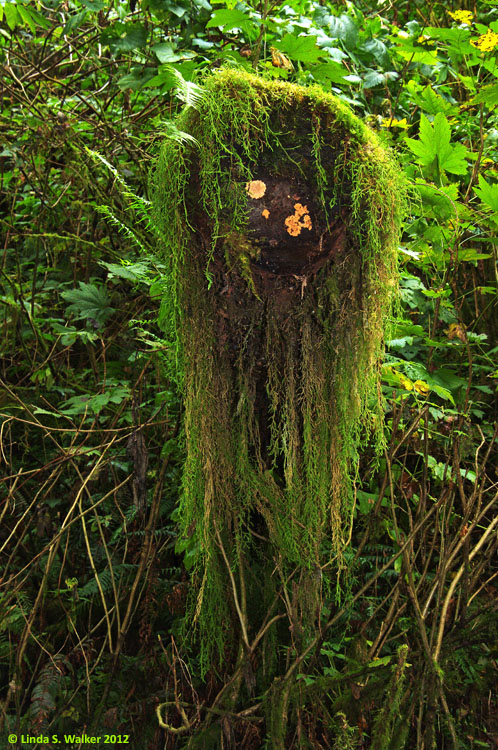 Spooky moss witch Munson Creek, Oregon