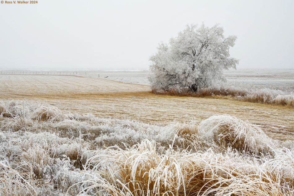 Lone tree in fog and frost near Dingle, Idaho