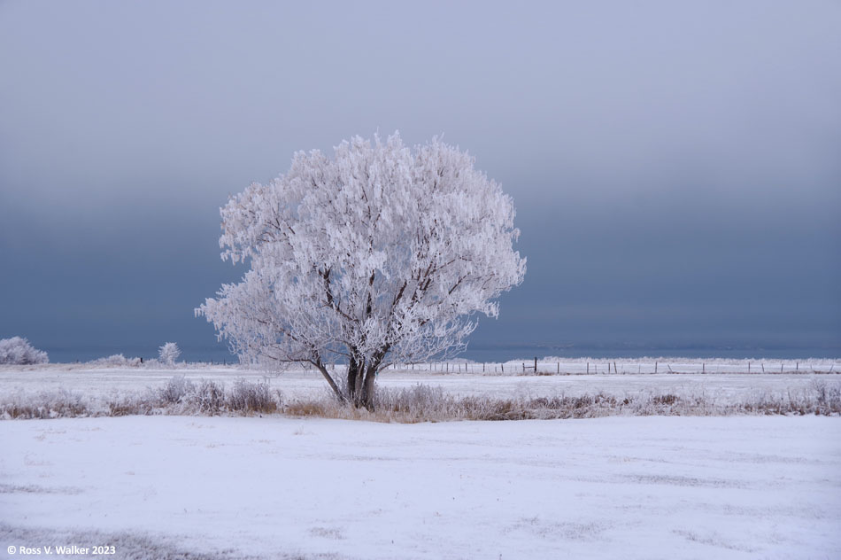 Winter fog has frosted this tree near Bear Lake in St Charles, Idaho