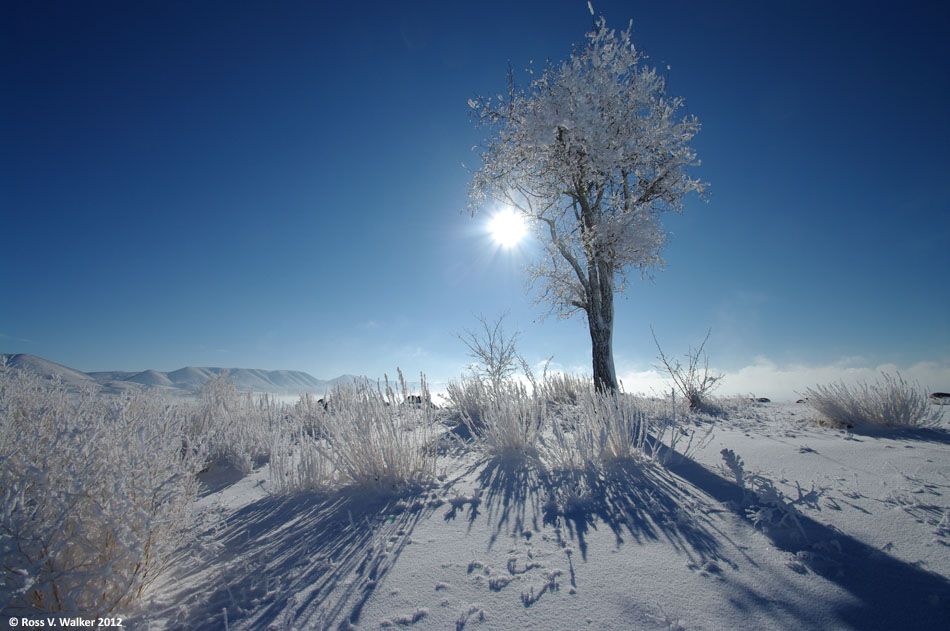 Frosted tree at North Beach, Bear Lake State Park, Idaho