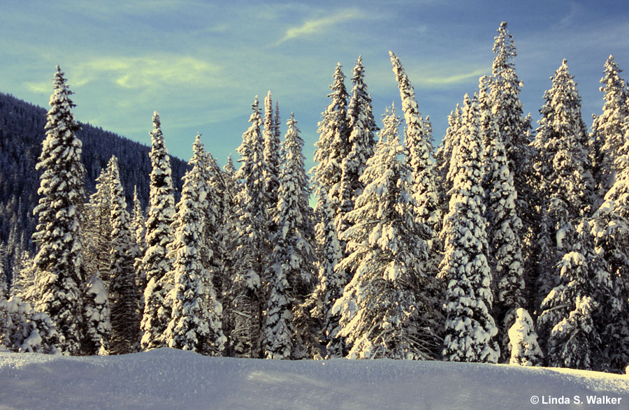 Morning After A Storm, Emigration Canyon, Idaho