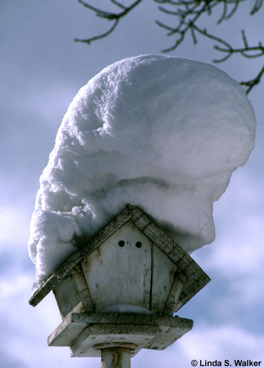 Birdhouse, Montpelier, Idaho