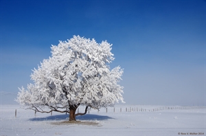 Lone tree frost