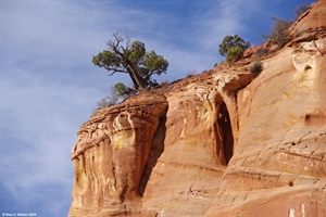 Juniper near Kanab, Utah