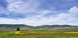 Lone tree and buttercups